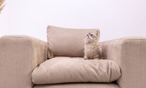 أنتريه بيتبل - kabbanifurniture